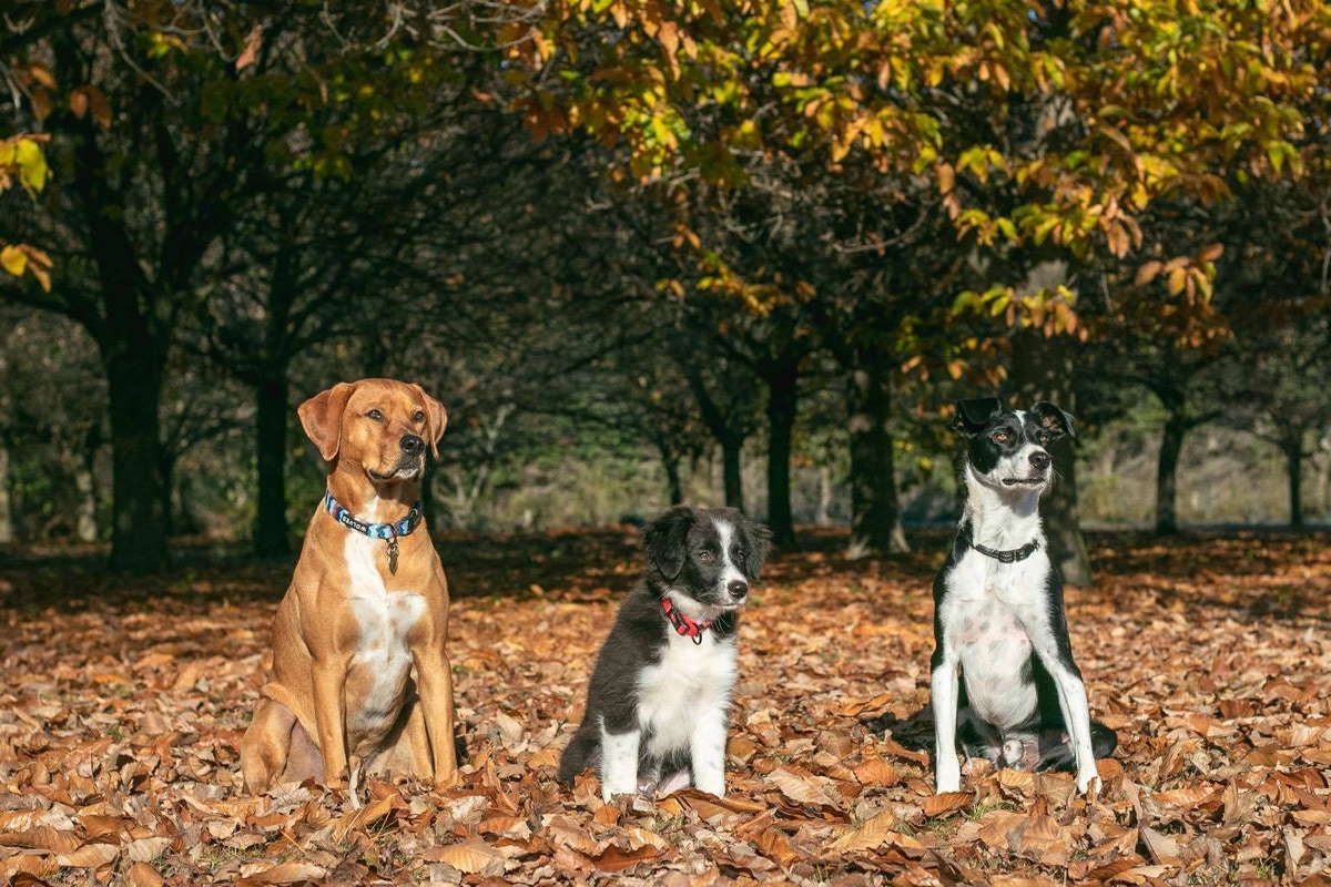 Picture of dogs used for speech therapy in Queenstown, NZ